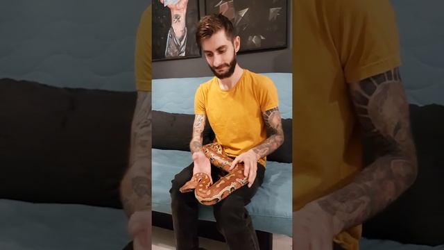 Blood python female 2 years old. Handling смотреть онлайн