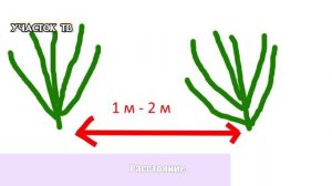 Посадка Крыжовника - Когда Лучше Сажать Крыжовник -  Весной или Осенью - Этапы посадки