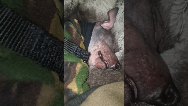 Jet American Hairless Terrier (4) смотреть онлайн