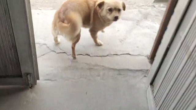 The cute puppy has been adopted, and the returned little yellow dog is very cute and sensible смотреть онлайн