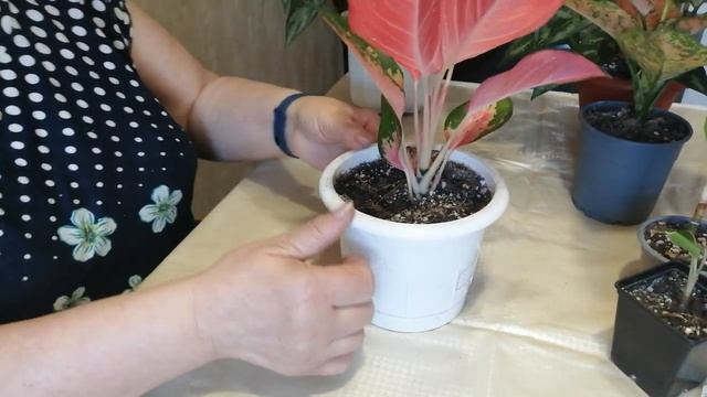 Аглаонема, обзор и сорта.