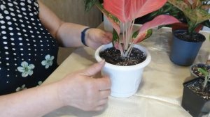 Аглаонема, обзор и сорта.