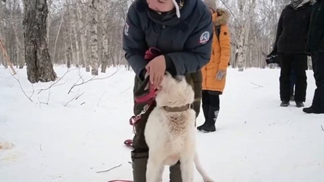 Sled dog kennel. Питомник ездовых собак на Камчатке смотреть онлайн