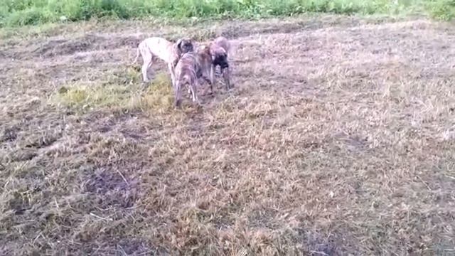 Щенки немецкого дога смотреть онлайн