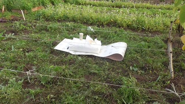 Раскисляем почву. Эксперемент.