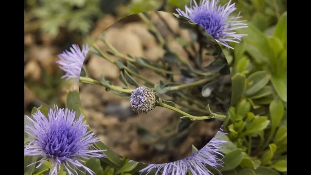 ГЛОБУЛЯРИЯ или ШАРОВНИЦА (GLOBULARIA) сем. Норичниковые (Глобуляриевые) смотреть онлайн