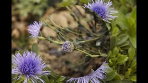 ГЛОБУЛЯРИЯ  или ШАРОВНИЦА  (GLOBULARIA)  сем. Норичниковые (Глобуляриевые)