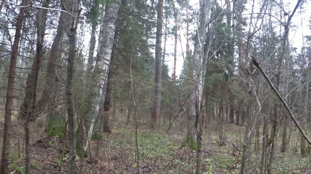 Охота на зайца беляка с гончей. смотреть онлайн