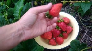 КЛУБНИКА СОРТА.Ремонтантный сорт клубники АЛЬБИОН