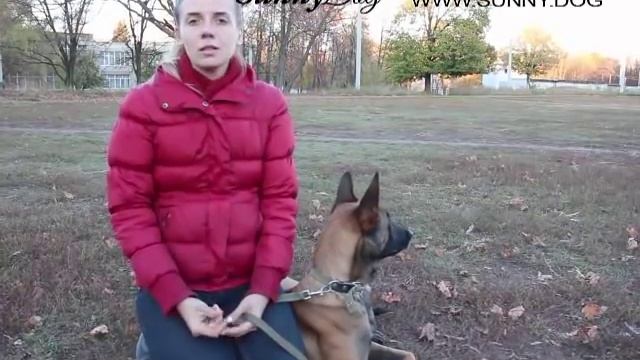 Топ 5 полезных вещей, которые сильно облегчают жизнь владельцам собак смотреть онлайн