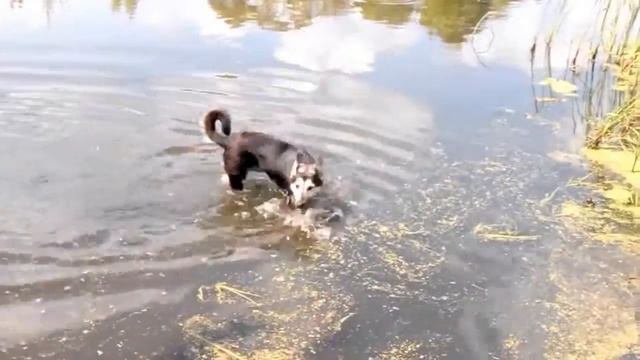 Восточно Европейская Овчарка Герда смотреть онлайн