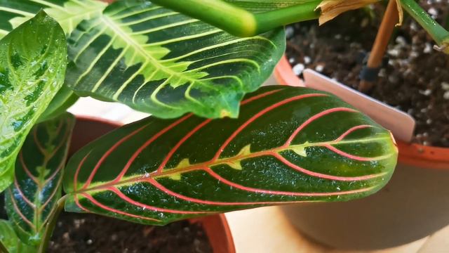 Maranta Leuconeura 'Fascinator' Is Being Grown Up With Lemon Lime