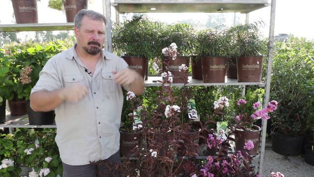 Planting Delta Series Crape Myrtles at the Garden Center смотреть онлайн