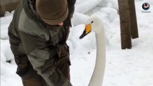 Лебеди дома. Swans at home.