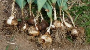 Почему не цветут тюльпаны?? Ошибки при выращивании, которые вы не должны совершать..