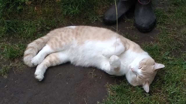 А котики серые...avi смотреть онлайн