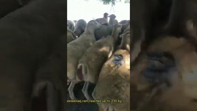 мясной сорт овца Гарадолаг. Агджебединский район Азербайджана смотреть онлайн