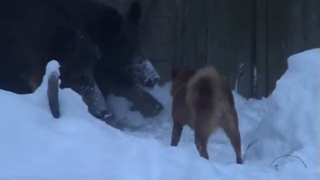Кайя и кабан смотреть онлайн