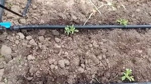 Томат Волгоградский 5/95 поздний.