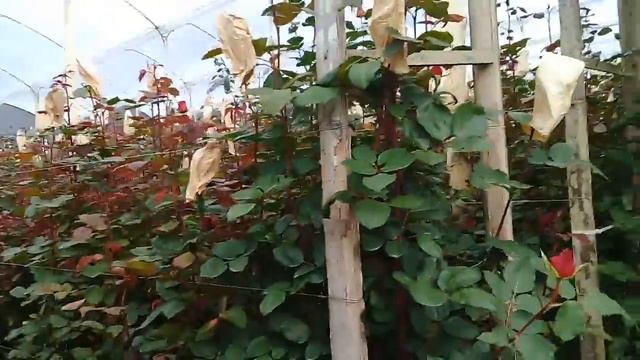 Сорта роз Undercover и Forever Young в теплице на Эквадорской плантации роз смотреть онлайн