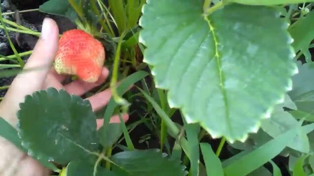 Поздний сорт Мальвина (14.06.17) смотреть онлайн