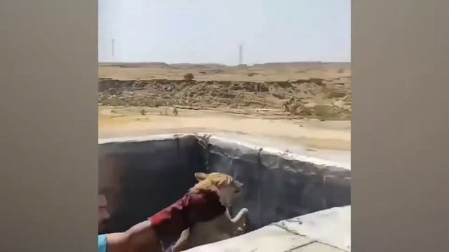 🙏спасения животных от смерти ,захватывающие кадры смотреть онлайн