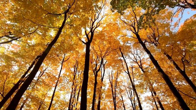 Nature sounds for sleeping. Звуки природы для сна смотреть онлайн