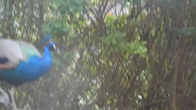 Пальмитос Парк Гран Канария смотреть онлайн