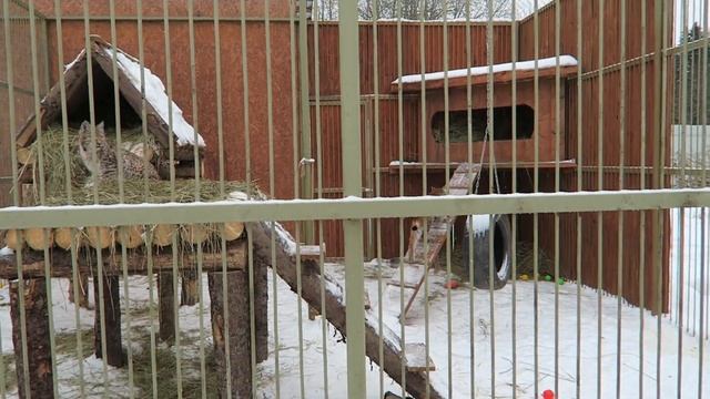 Тимка и Клео / Парк Львов «ЗЕМЛЯ ПРАЙДА» / 27.11.2022 смотреть онлайн