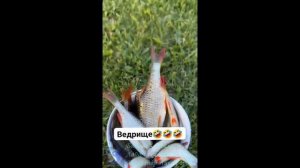 Рыбалка. Наловили ведро рыбы.
