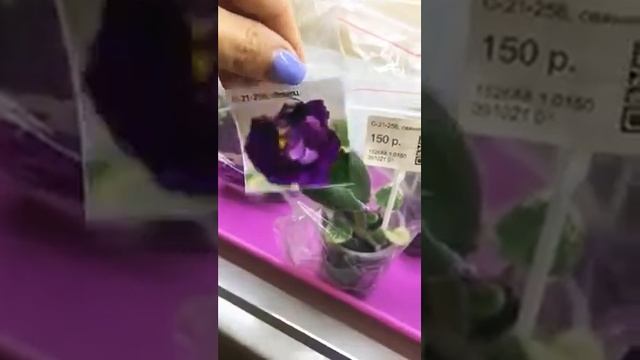 Мой стеллаж с фиалками) смотреть онлайн