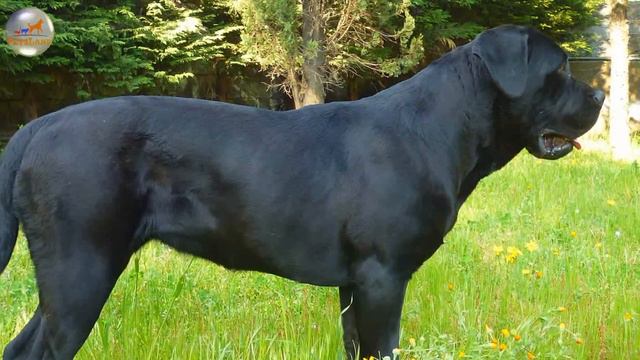 Cane Corso Italian смотреть онлайн