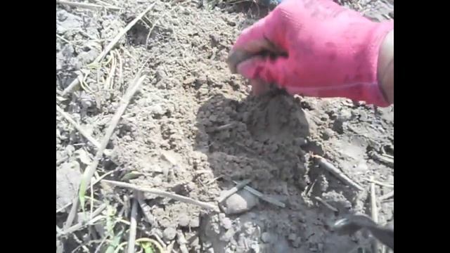 Семейный коп "Находки на распаханном Хуторе" смотреть онлайн