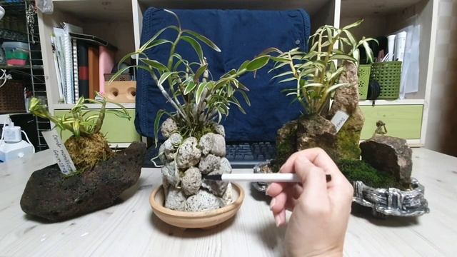 Dendrobium moniliforme полгода после приобретения. смотреть онлайн