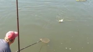 Рыбалка Щербаковыx Выпуск-53 Болонская Удочка