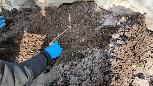 Сажаем ранний картофель смотреть онлайн