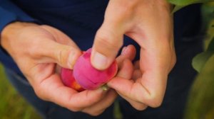 Яблоня Серебряное копытце. Восхитительный летний сорт яблок