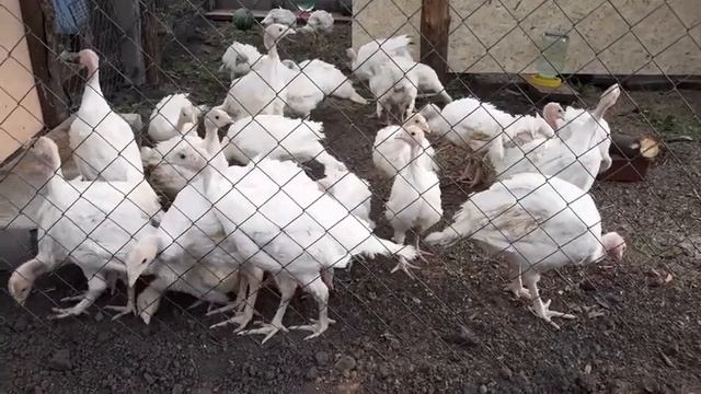 Индюки белая широкогрудая | Первый день на выгуле смотреть онлайн