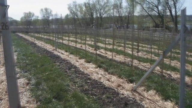 Обработка междурядий мотоблоком в интенсивном саду смотреть онлайн