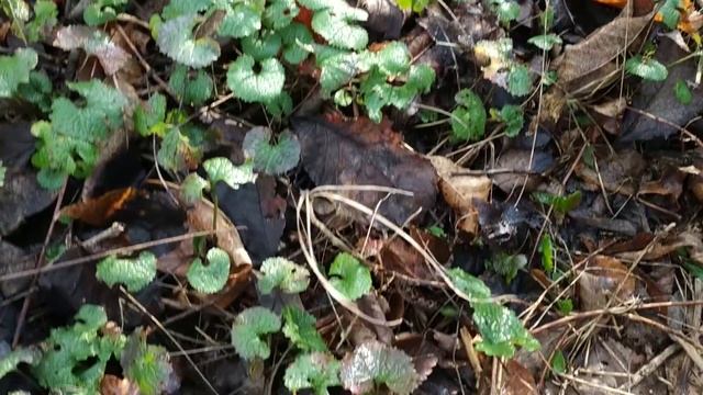 ❗Первые ГРИБЫ ДЕКАБРЯ❄️❗ Рядовка Лиловоногая и Фламмулина в лесополосе❗ 3️⃣ декабря 2021 года❗ смотреть онлайн