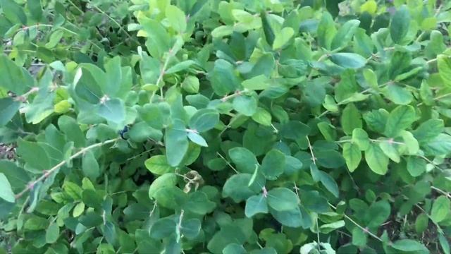 Рецензии на Кинофильмы и Телесериалы