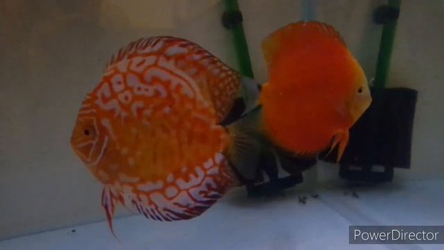 Секреты разведение Дискусов. смотреть онлайн