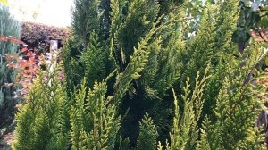 Кипарисовик лавсона Ивонне (Ивон). Кипарисовик лавсона Івоне / Івон. Кипарисовик Лавсона Ivonne