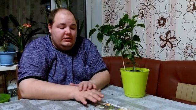 Маракуйя или пассифлора гранадилла сладкая посев семян и уход в домашних условиях смотреть онлайн