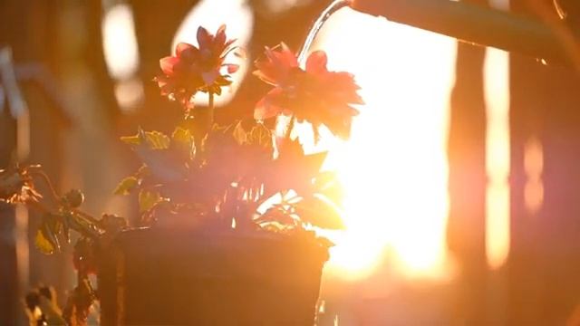 КРАСИВЕЙШИХ МЕЛОДИЙ САКСОФОНА!!!Saxophone