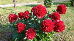 Цветут пионы. Сорт Ред Грейс