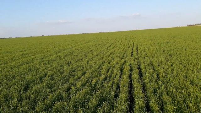 Эгилопс на льне и как с ним бороться!? самая плодородия земля! смотреть онлайн