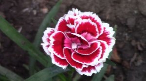 Гвоздика Шабо - неприхотливый многолетник.