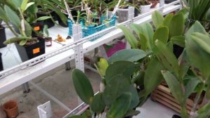 Каттлеи из Тайланда. Как посадить каттлею.