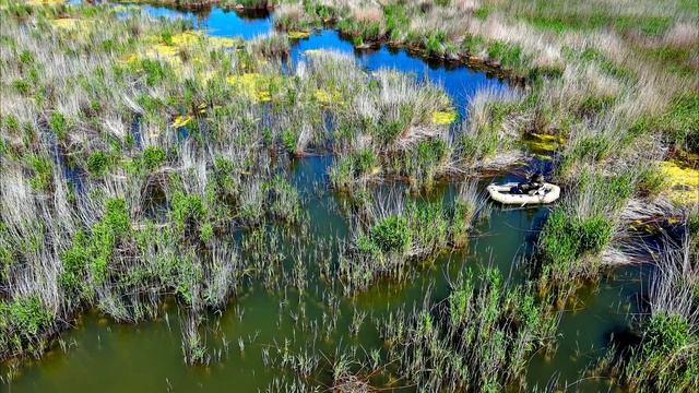 Карась на поплавок в камышах! Карась ломает камыши но.... смотреть онлайн